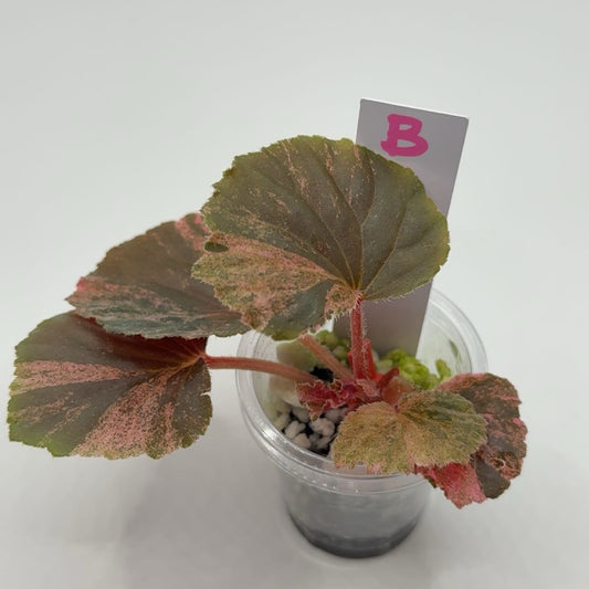 Begonia Cucullata "Pink Variegated'