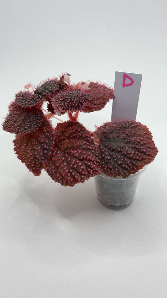 Begonia 'Pink Urchin' XL