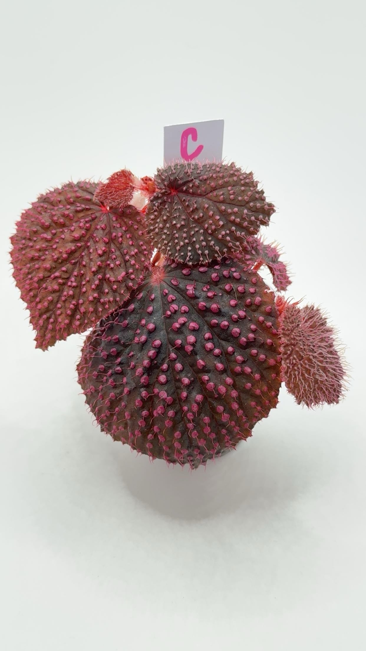 Begonia 'Pink Urchin'