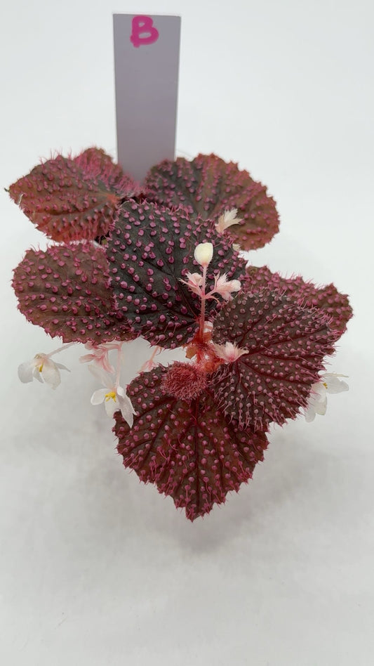 Begonia 'Pink Urchin' XL