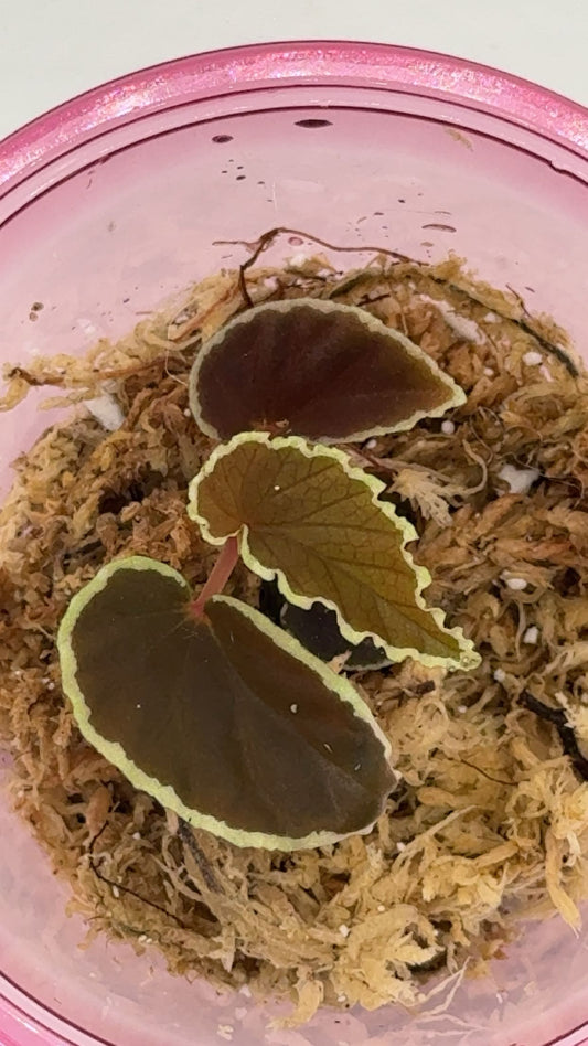 Begonia Darthvaderiana Medium