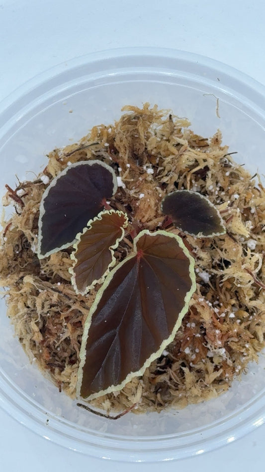 Begonia Darthvaderiana Large