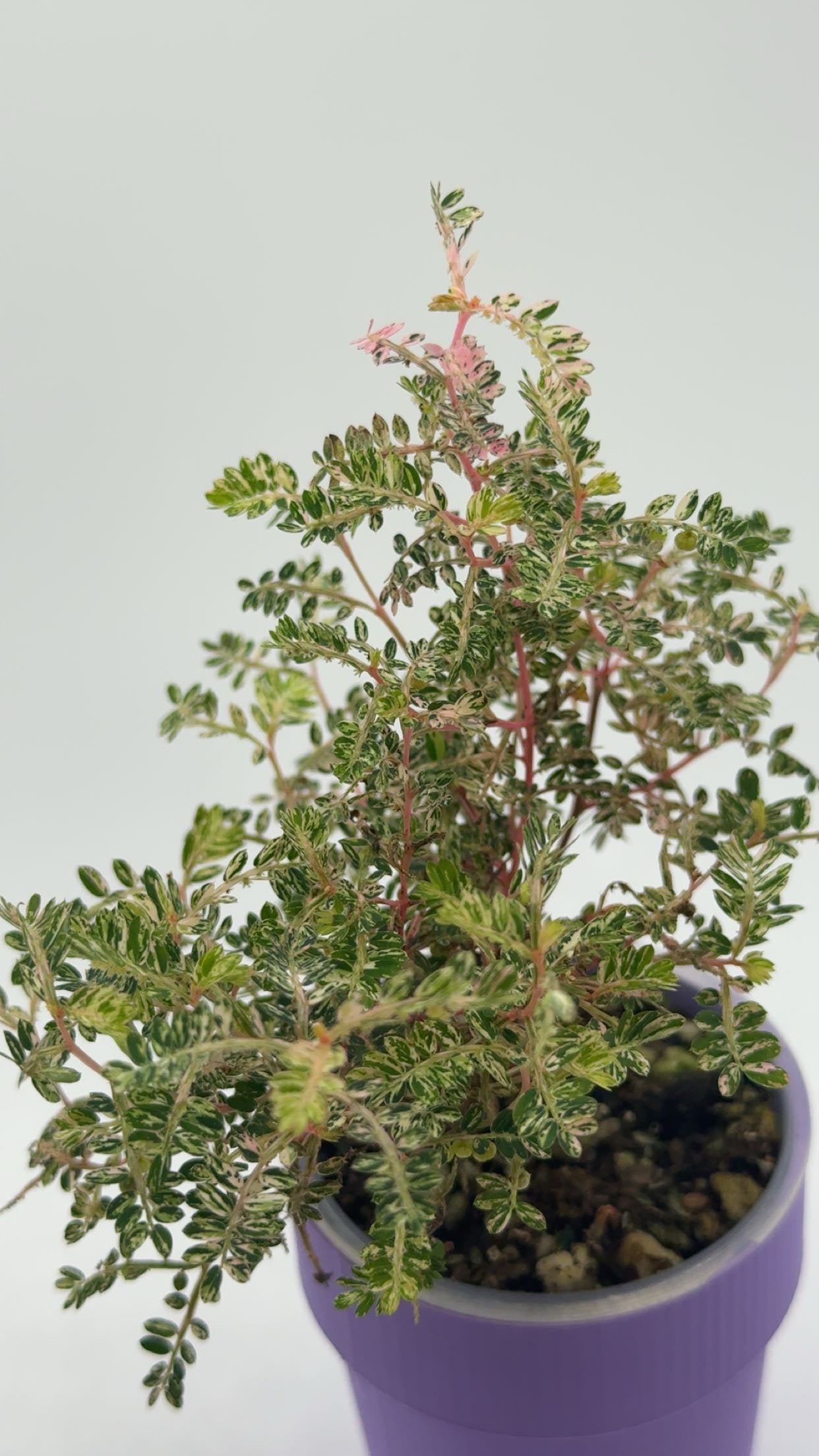 Phyllanthus Urinaria 'Pink Variegated' in Self Watering Pot