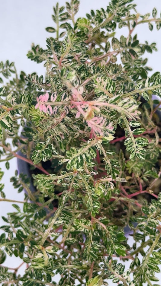 Phyllanthus Urinaria 'Pink Variegated' in Self Watering Pot