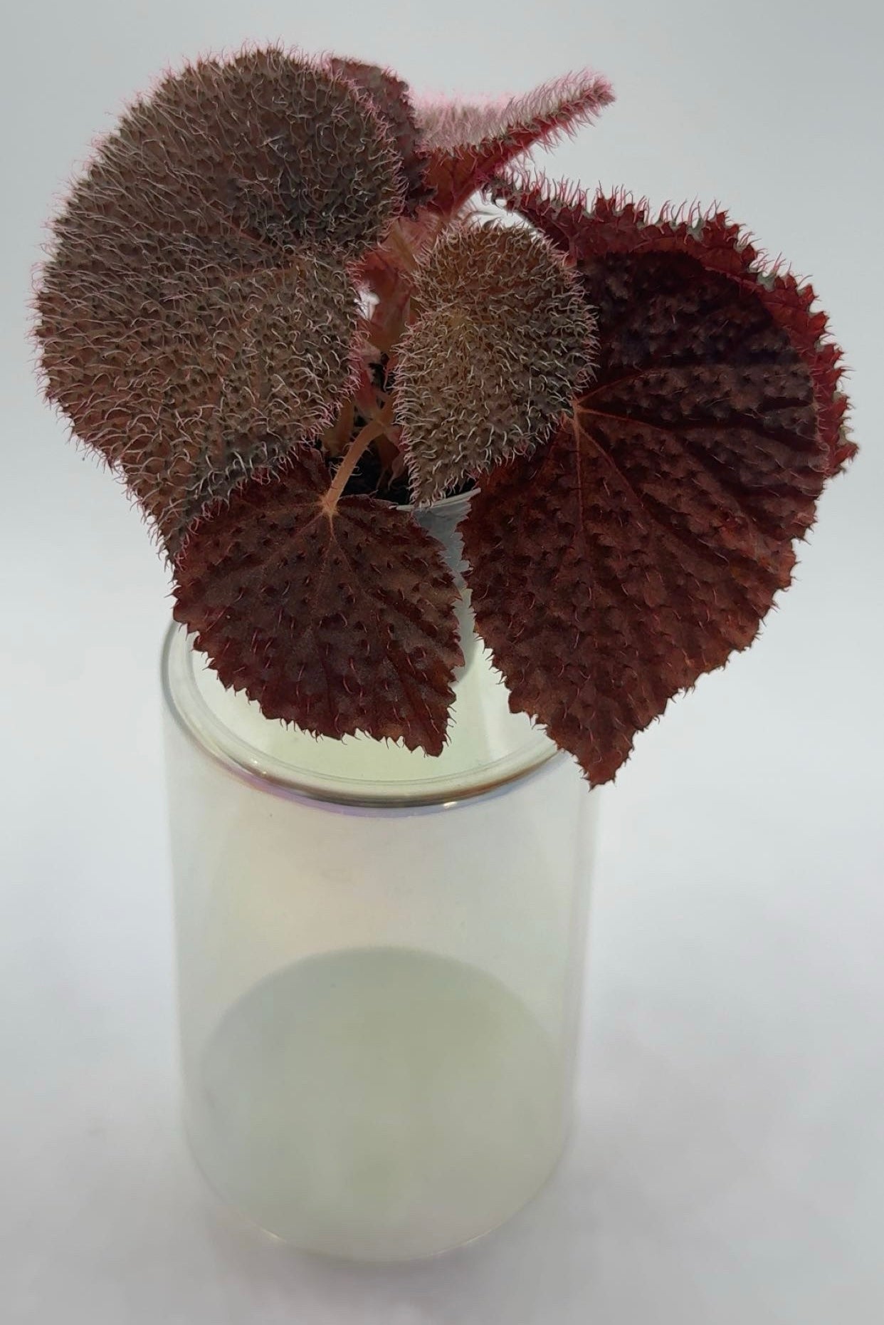 Begonia Baik 'Red'