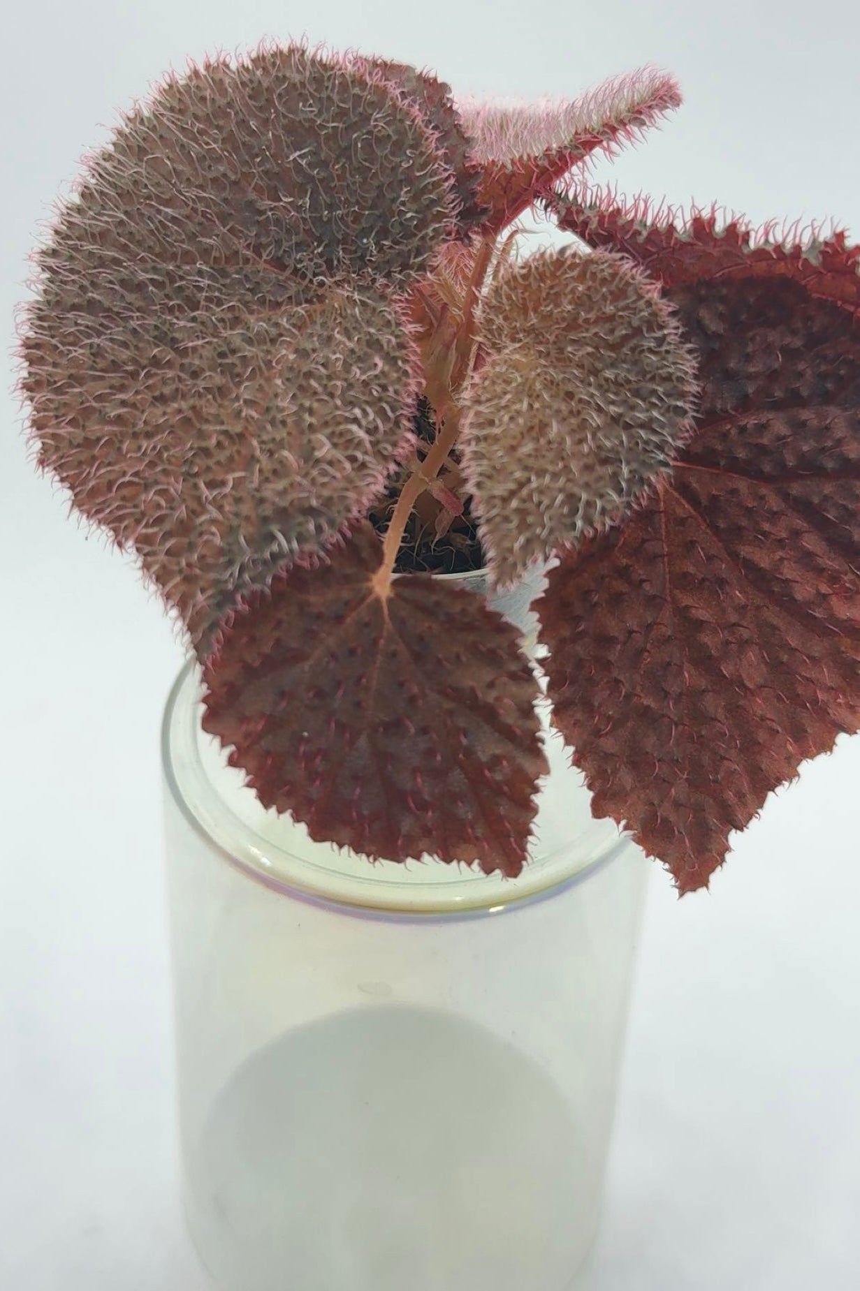 Begonia Baik 'Red'