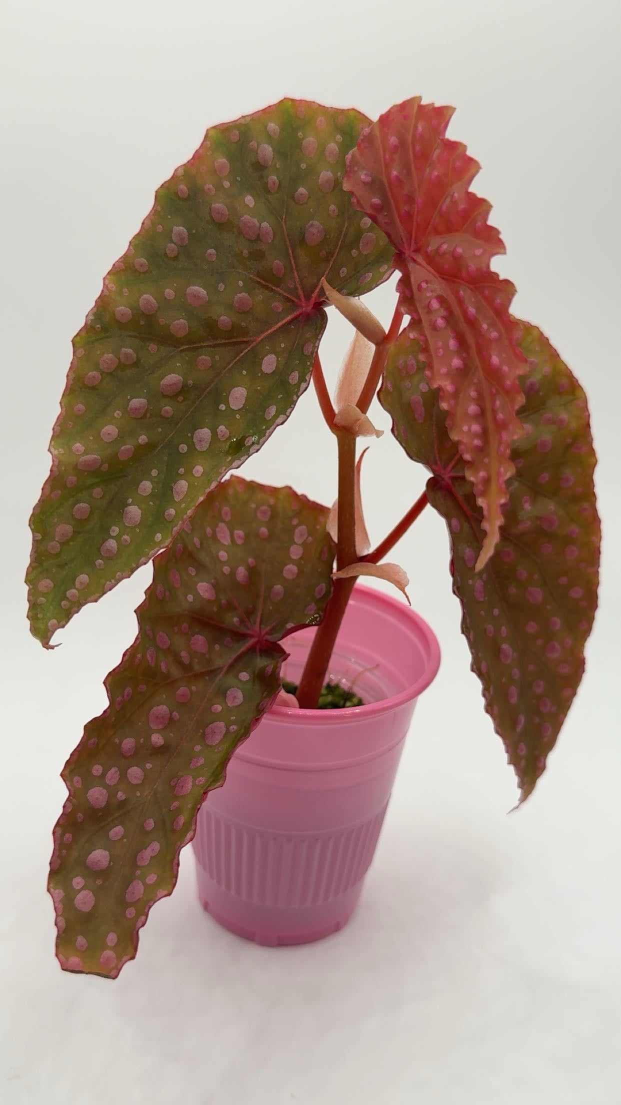 Begonia Malachosticta (Can acclimate to lower humidity)