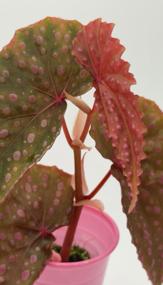 Begonia Malachosticta (Can acclimate to lower humidity)