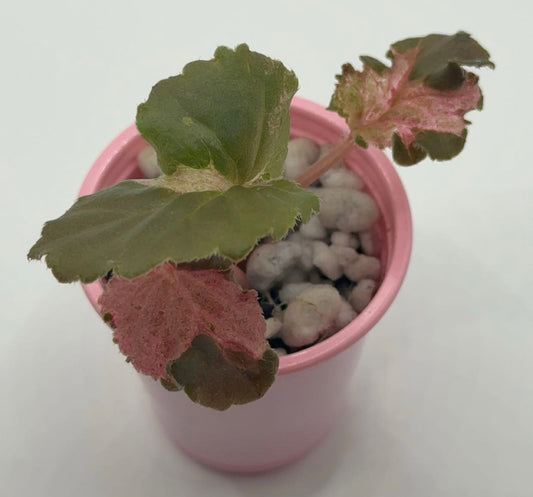 Begonia Cucullata 'Pink Variegated' Small