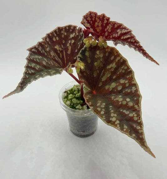 Begonia Darthvaderiana X Variabilis