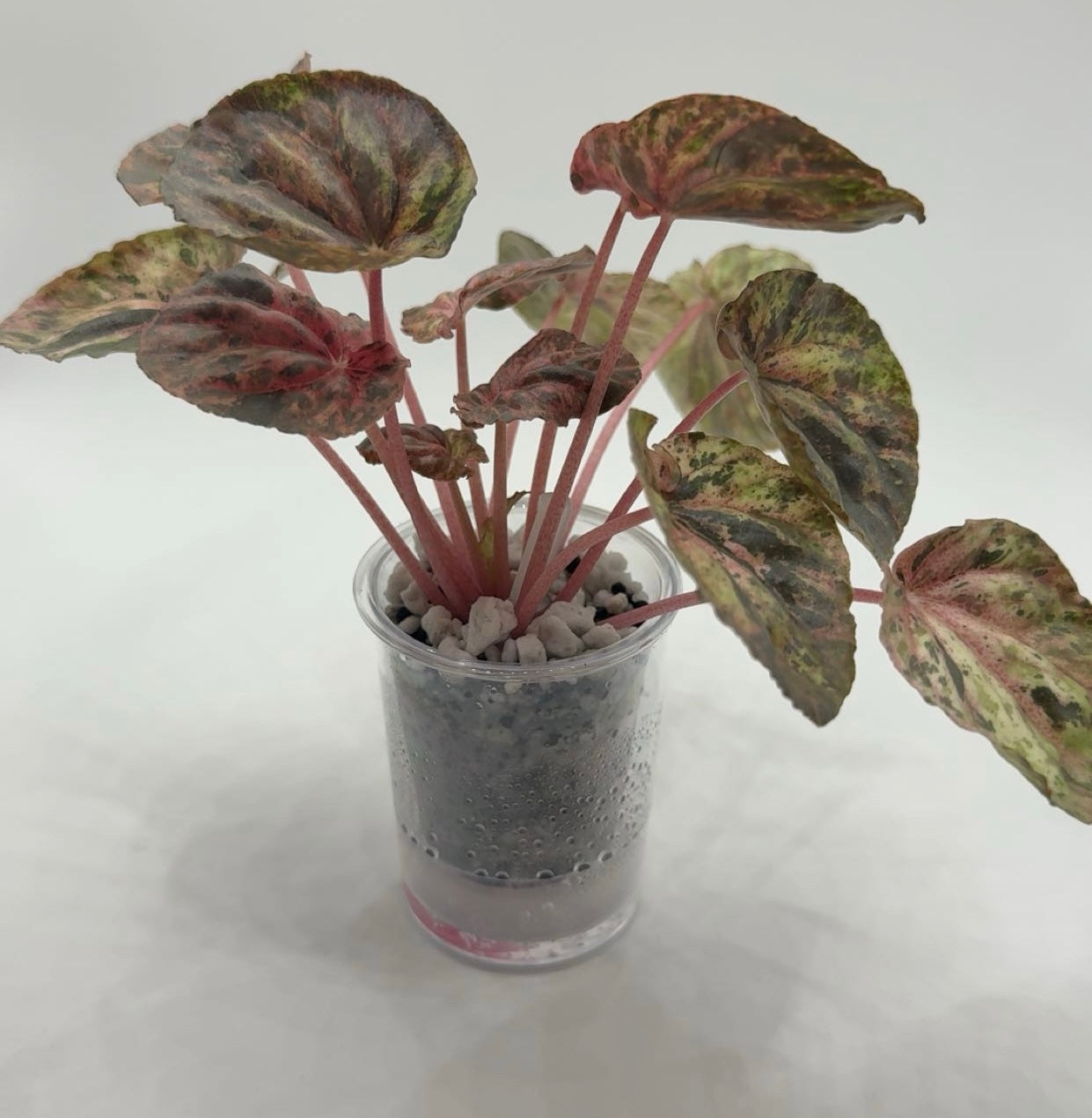 Peperomia 'Pink Lady' in Self Watering Cup