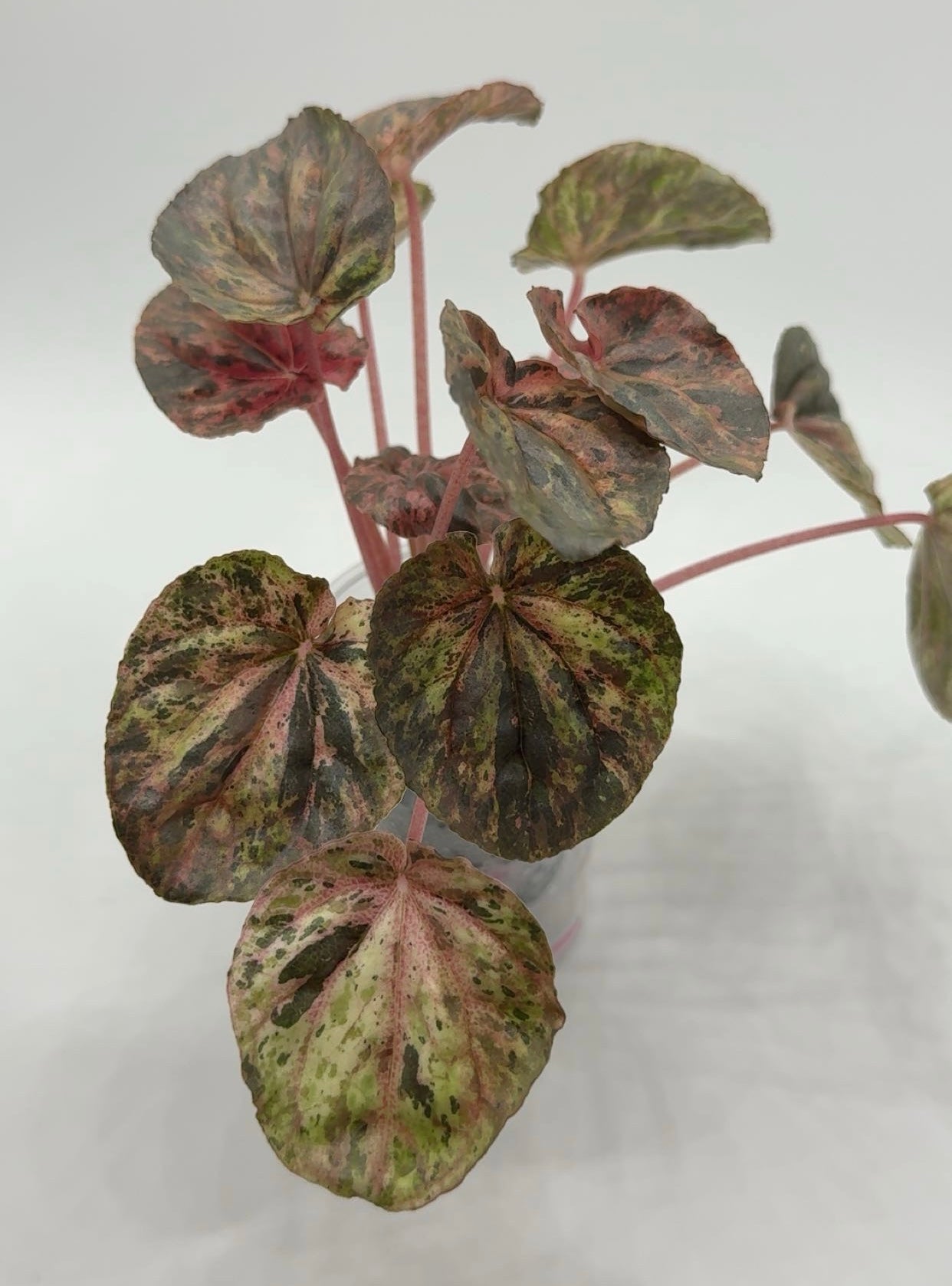 Peperomia 'Pink Lady' in Self Watering Cup