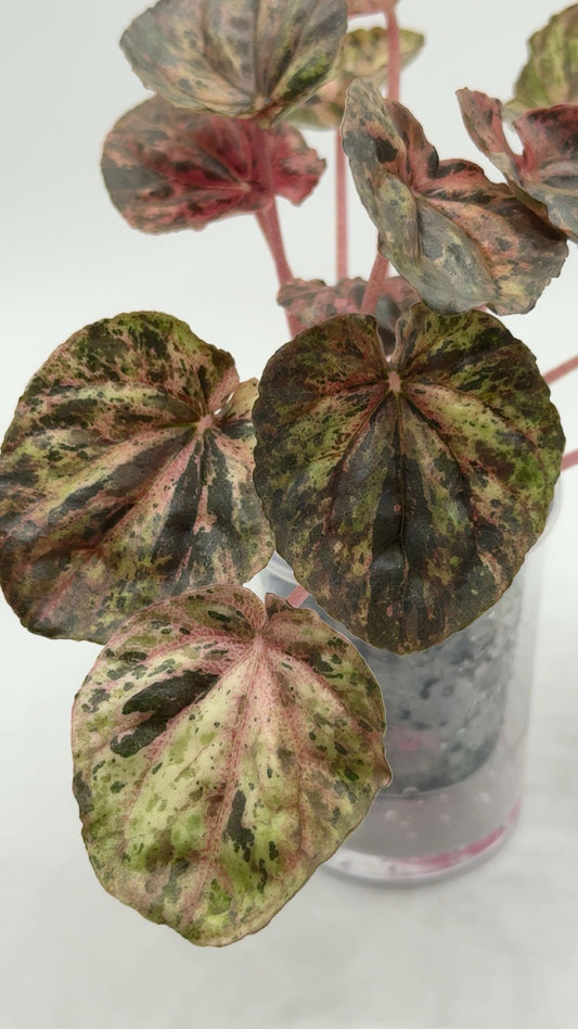 Peperomia 'Pink Lady' in Self Watering Cup