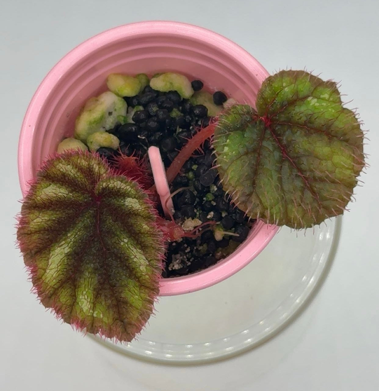 Begonia Sp. Versicolor Vietnam Starter Plant