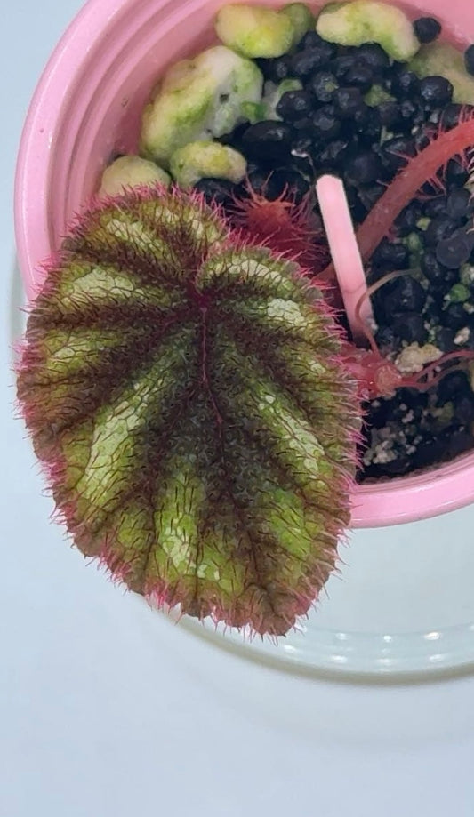 Begonia Sp. Versicolor Vietnam Starter Plant
