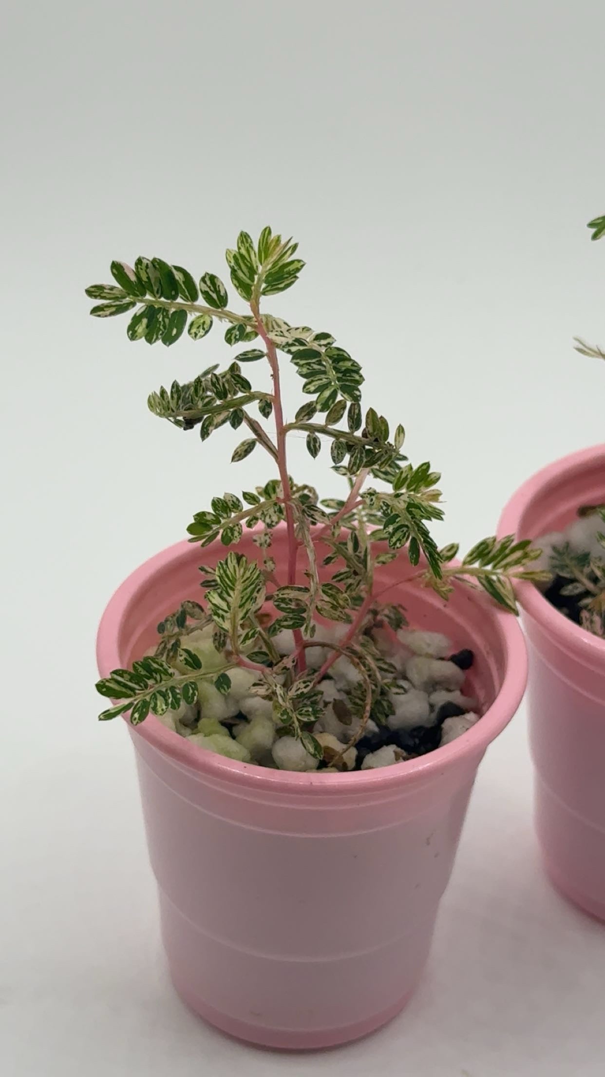 Phyllanthus Urinaria 'Pink Variegated' Starter Plants