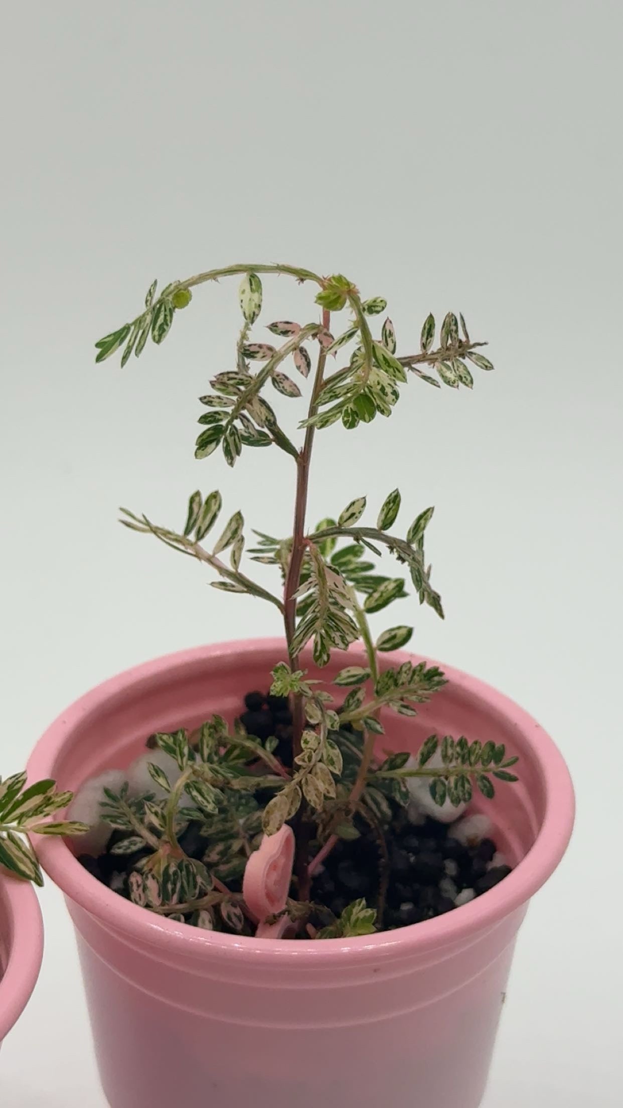 Phyllanthus Urinaria 'Pink Variegated' Starter Plants