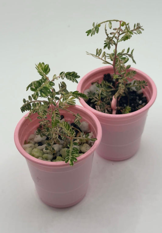 Phyllanthus Urinaria 'Pink Variegated' Starter Plants