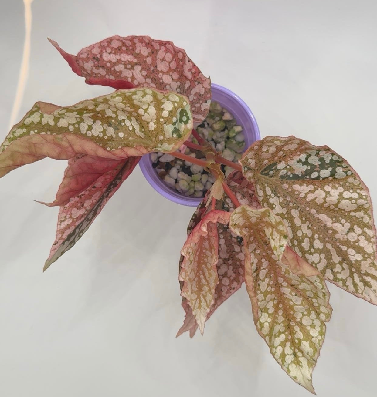 Begonia Snowcapped 'Variegated'