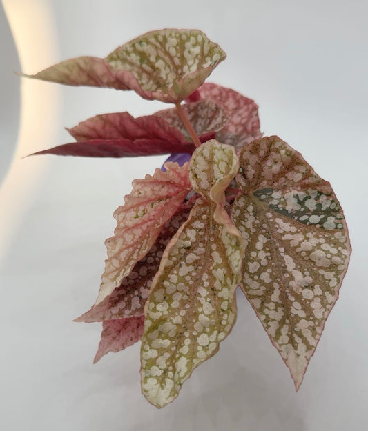 Begonia Snowcapped 'Variegated'