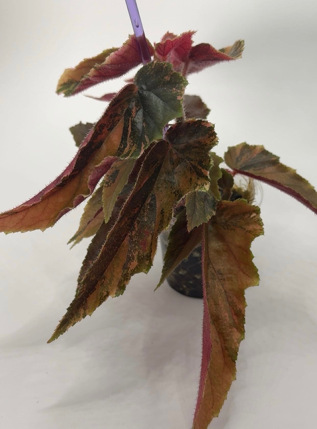 Begonia 'Ginny Galaxy'
