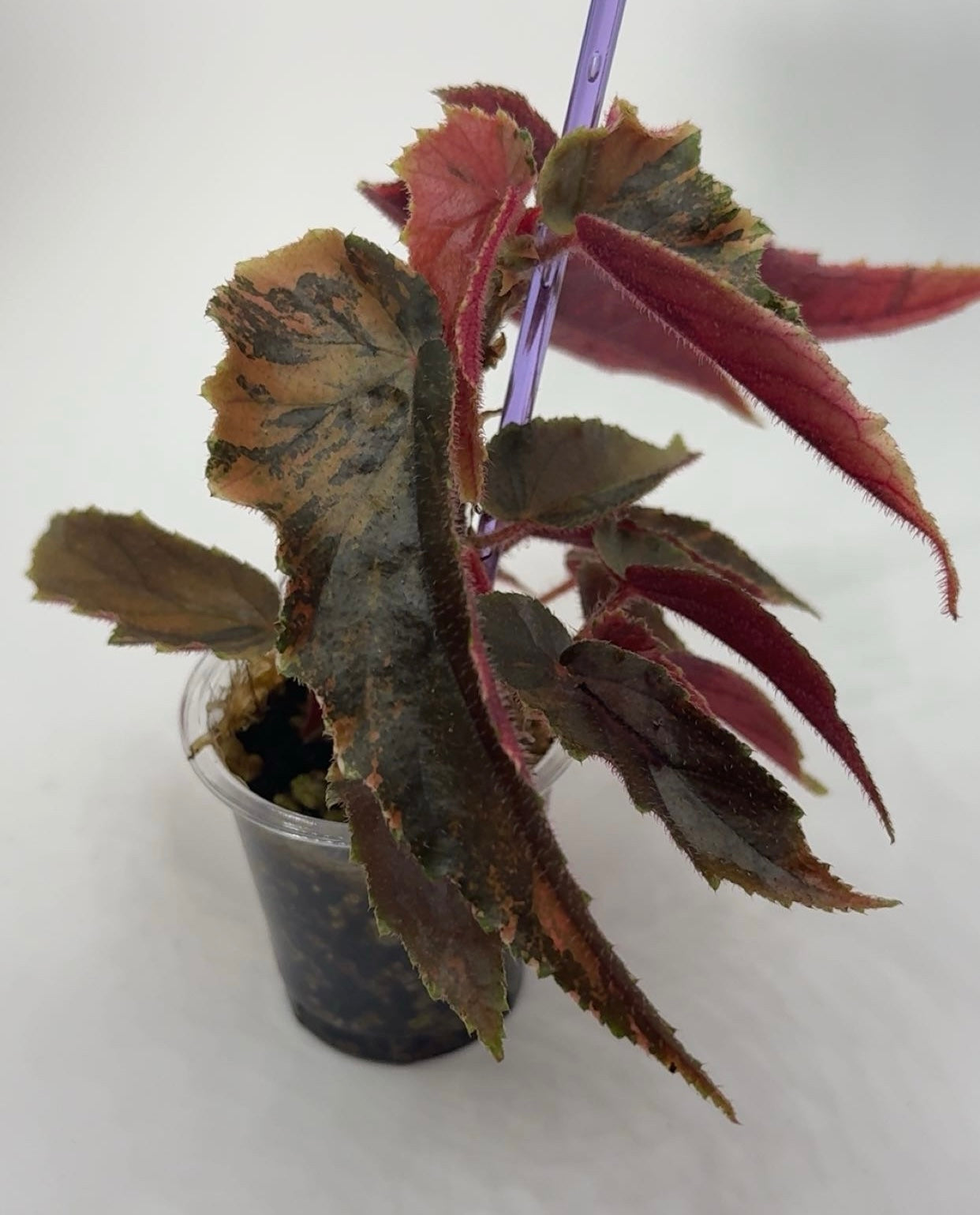 Begonia 'Ginny Galaxy'