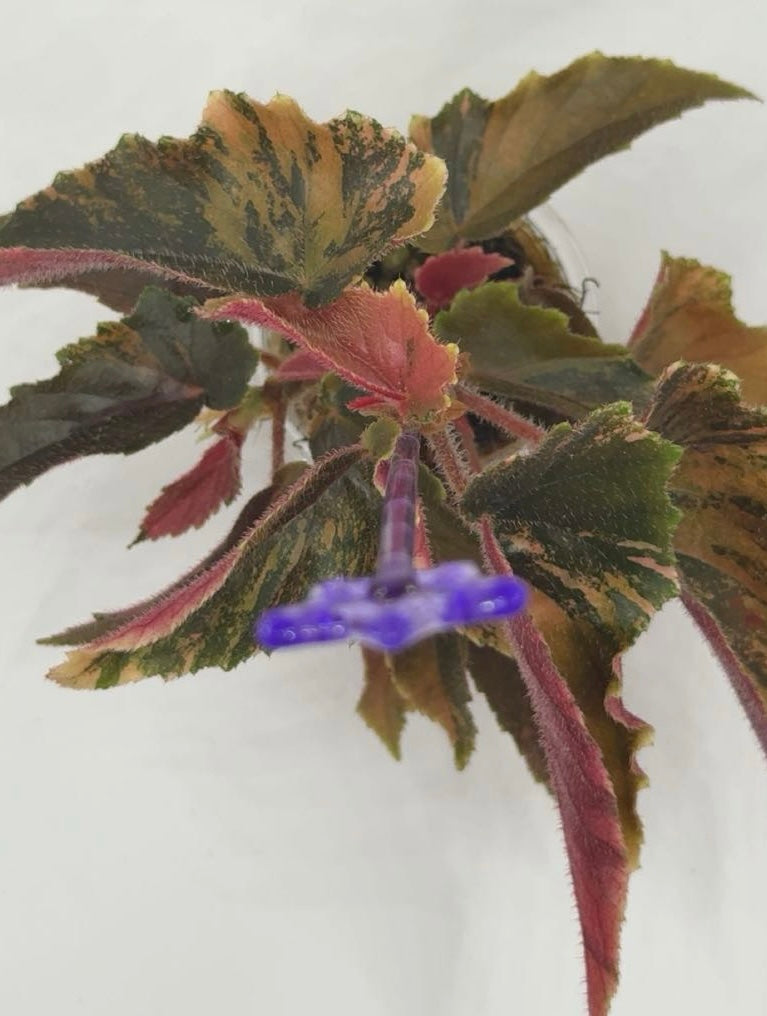 Begonia 'Ginny Galaxy'