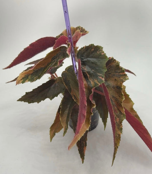 Begonia 'Ginny Galaxy'