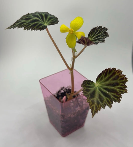 Begonia Pearcei