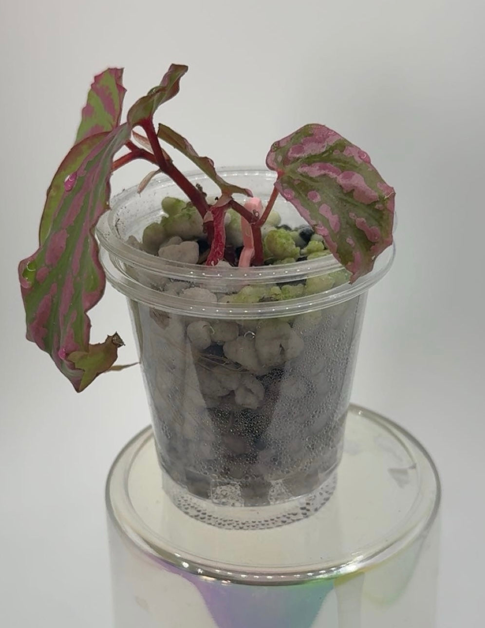 Begonia Sp. 'Crazy Pink' (2 plants in pot)