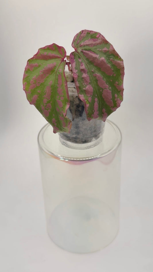 Begonia Sp. 'Crazy Pink' (2 plants in pot)