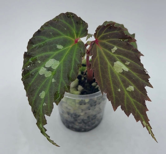 Begonia Sp. 'Mantuk'