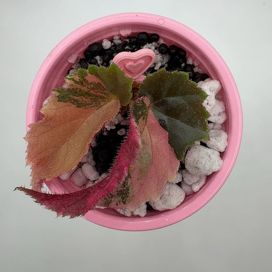 Baby Pink Baby 'Ginny Galaxy' (Special Price)