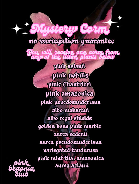 Mystery Corm ($100 Minimum Value, up to $250)