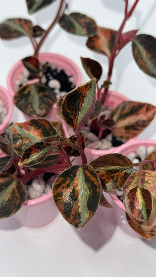 Peperomia 'Crème Brulee'/Orange Metallic (READY SOON)