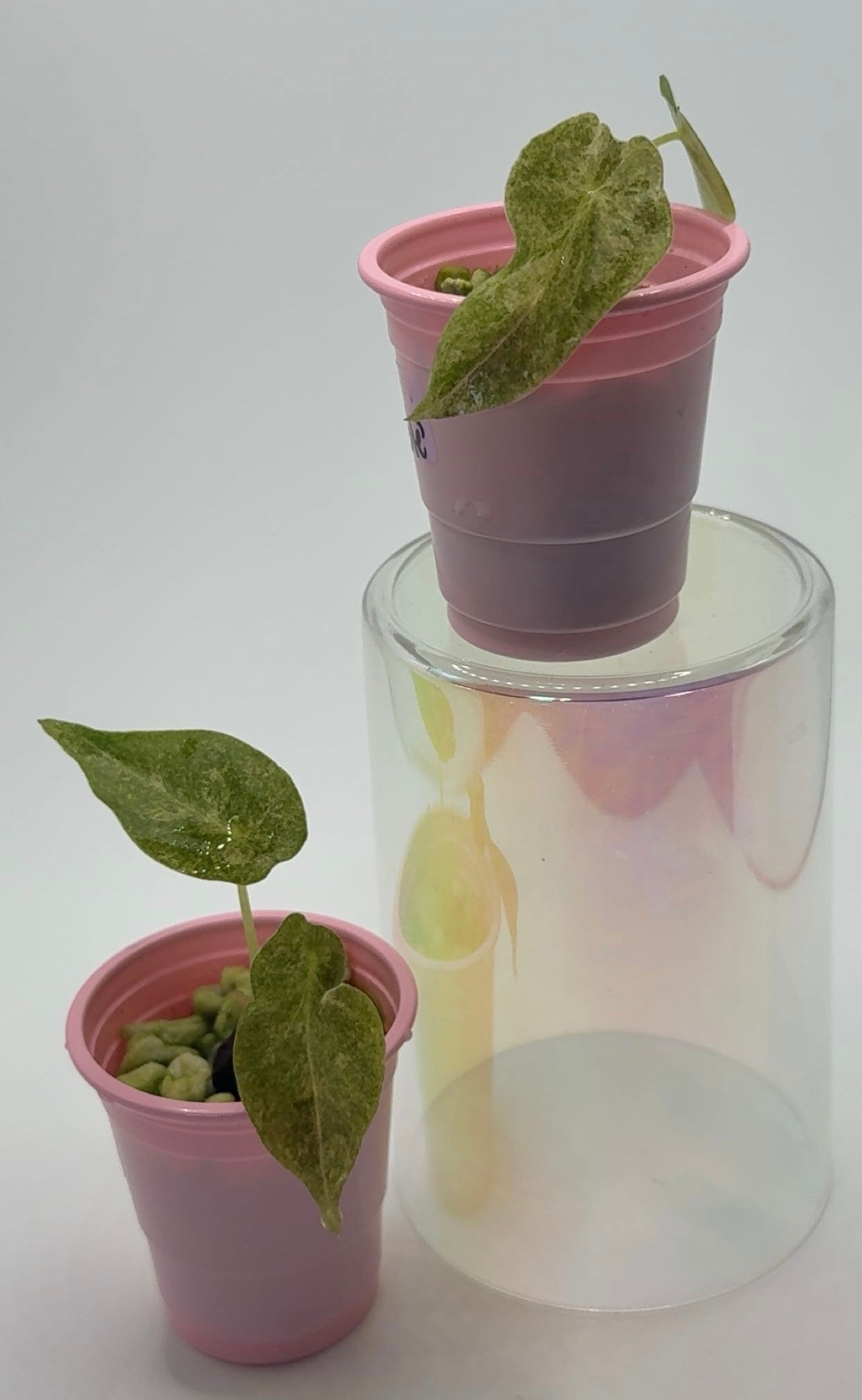 Alocasia Golden Bone 'Pink Marble' Corm Grown Pup (Grower's Choice, Special Pricing)
