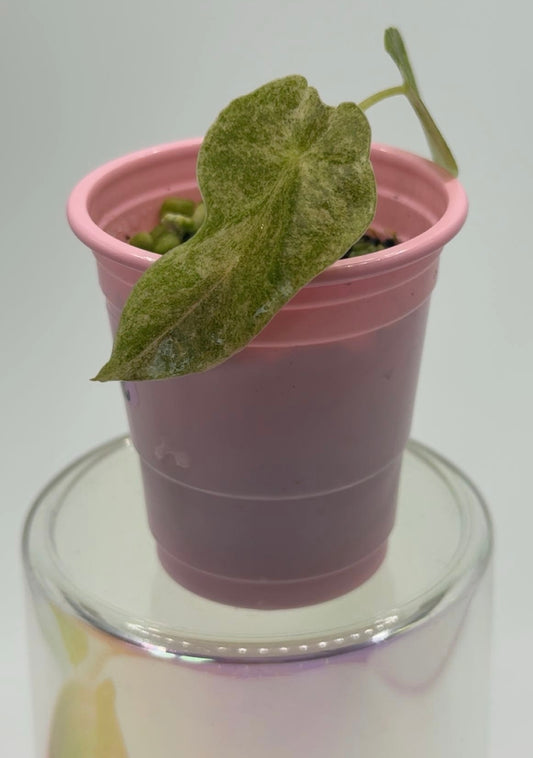 Alocasia Golden Bone 'Pink Marble' Corm Grown Pup (Grower's Choice, Special Pricing)