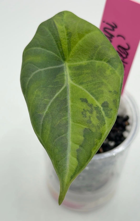 Alocasia Maharani 'Aurea' (High Color) Corm Grown Pup