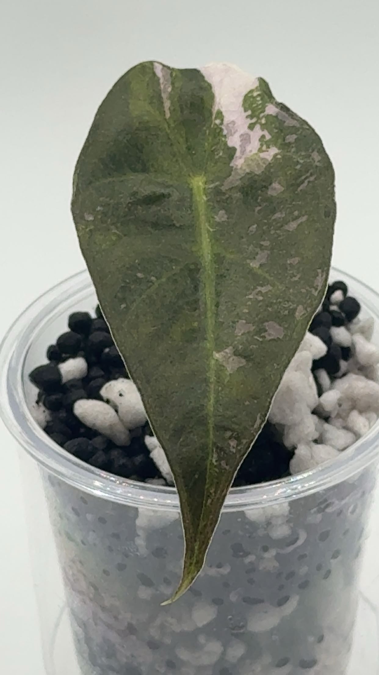 Alocasia Amazonica True Pink (US Version)