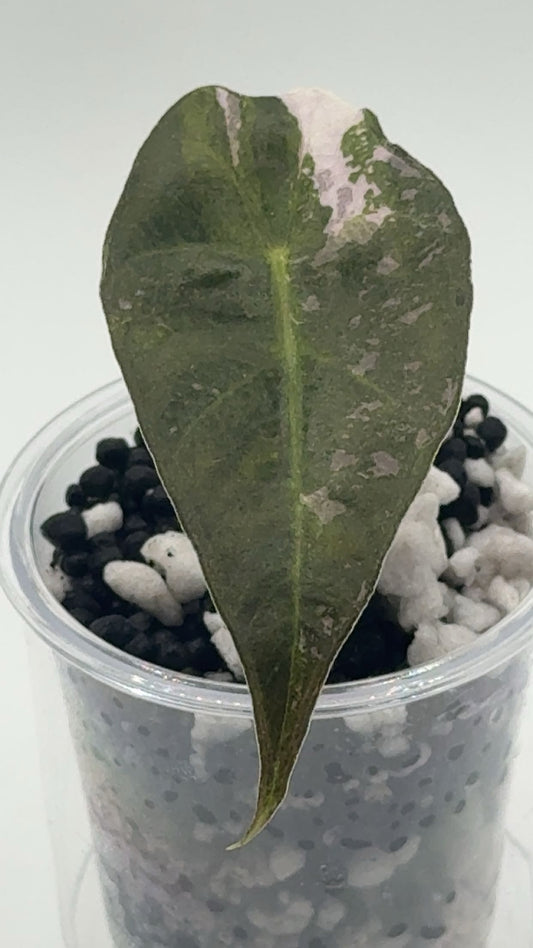 Alocasia Amazonica True Pink (US Version)