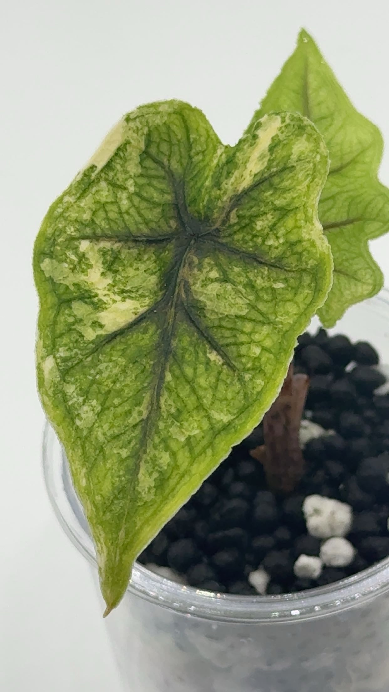 Alocasia Tandurusa (formerly Jacklyn) Variegated