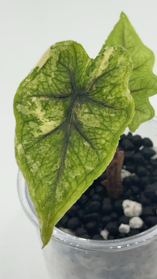 Alocasia Tandurusa (formerly Jacklyn) Variegated