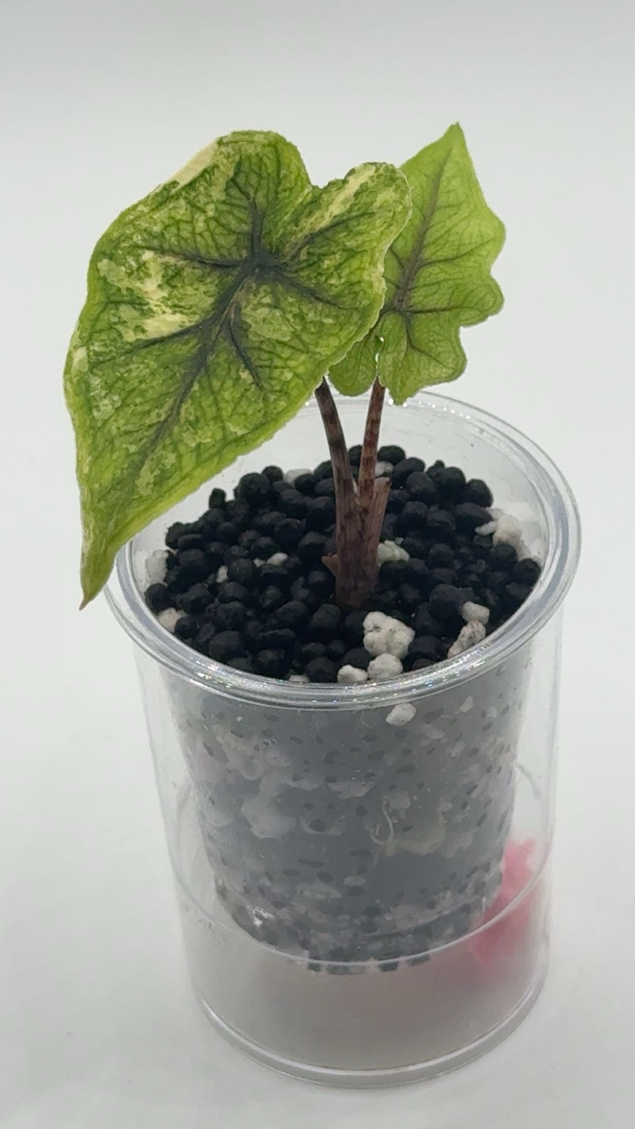 Alocasia Tandurusa (formerly Jacklyn) Variegated