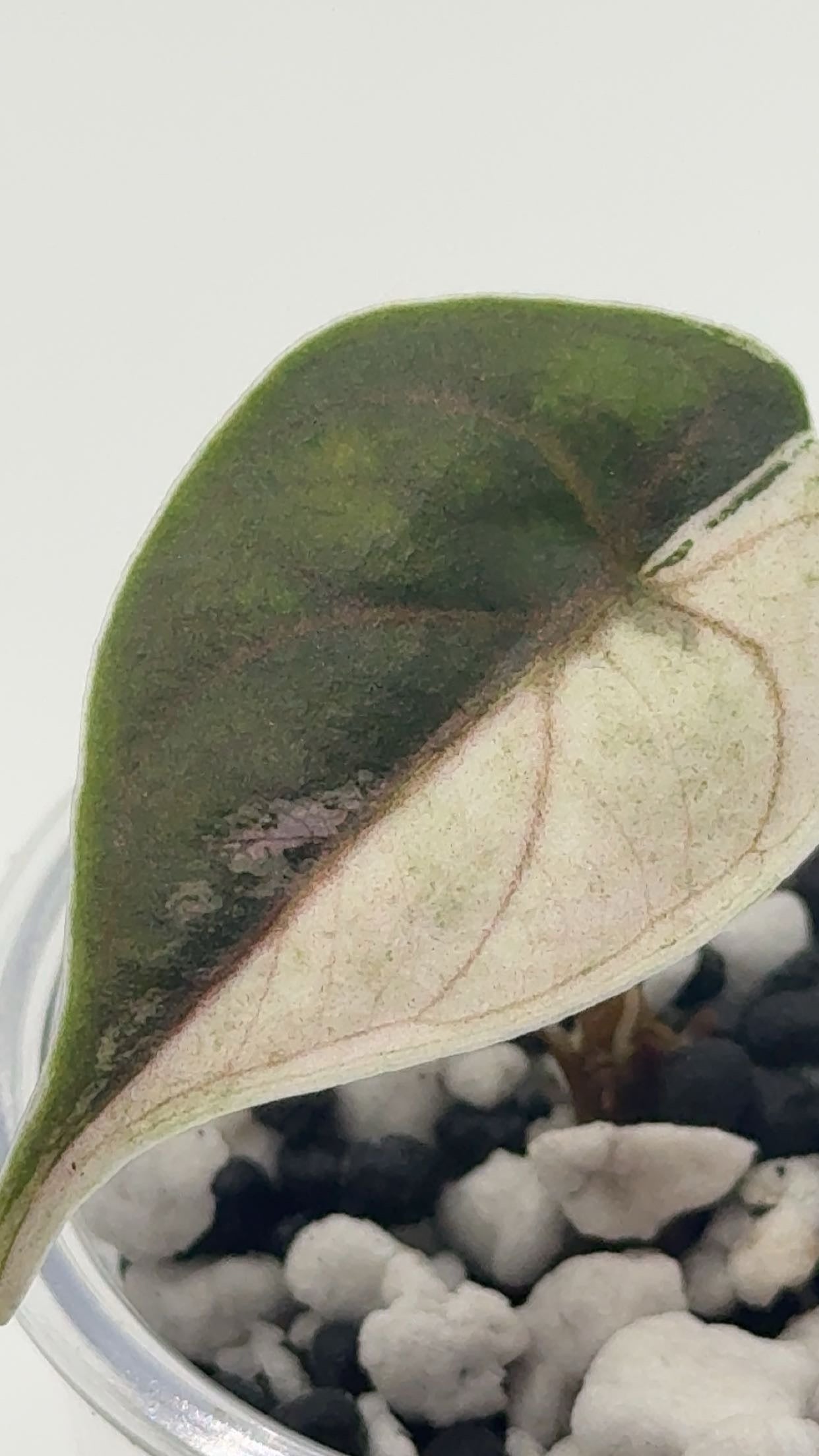 Alocasia Azlanii Pink/Albo