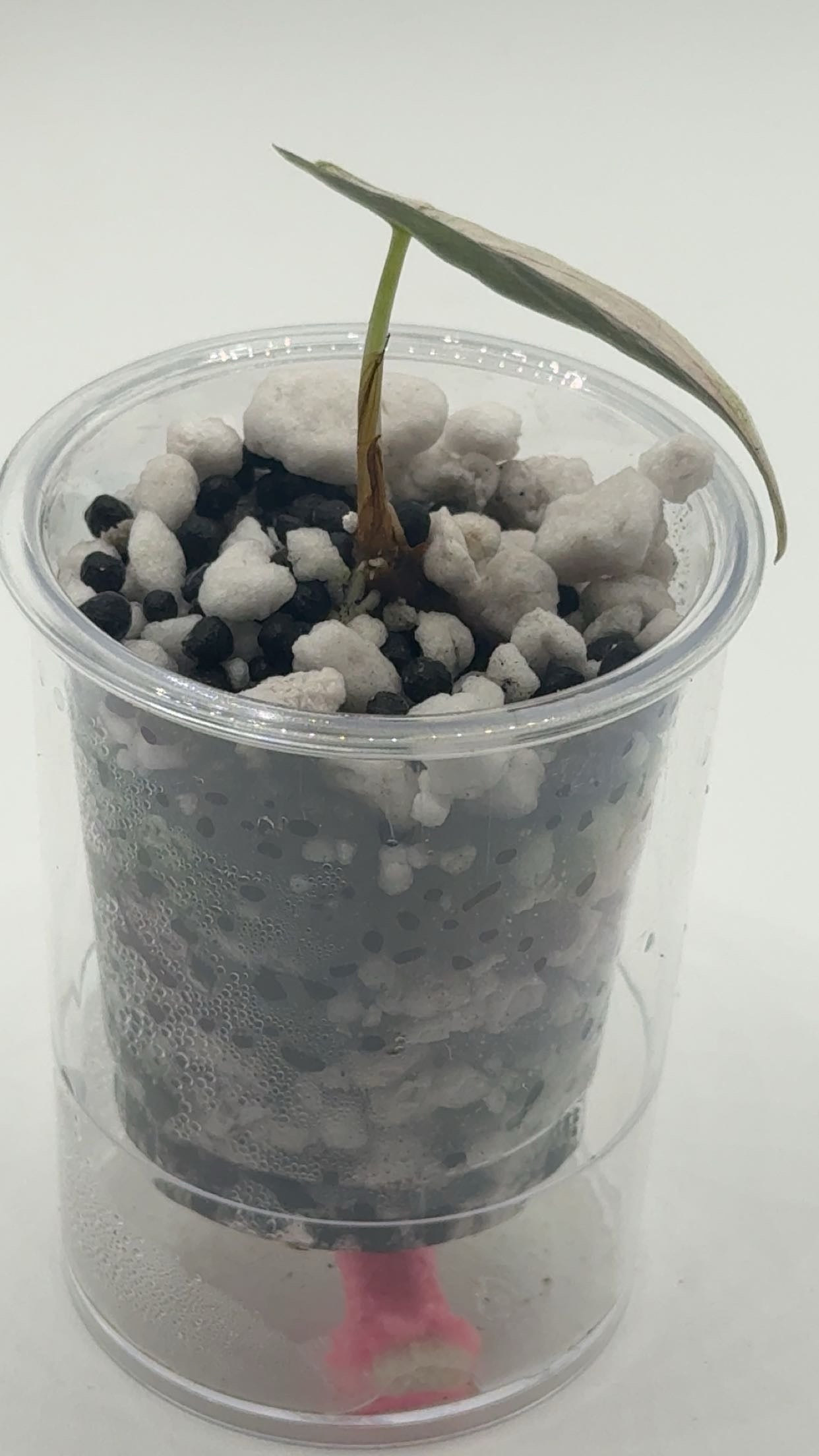 Alocasia Azlanii Pink/Albo