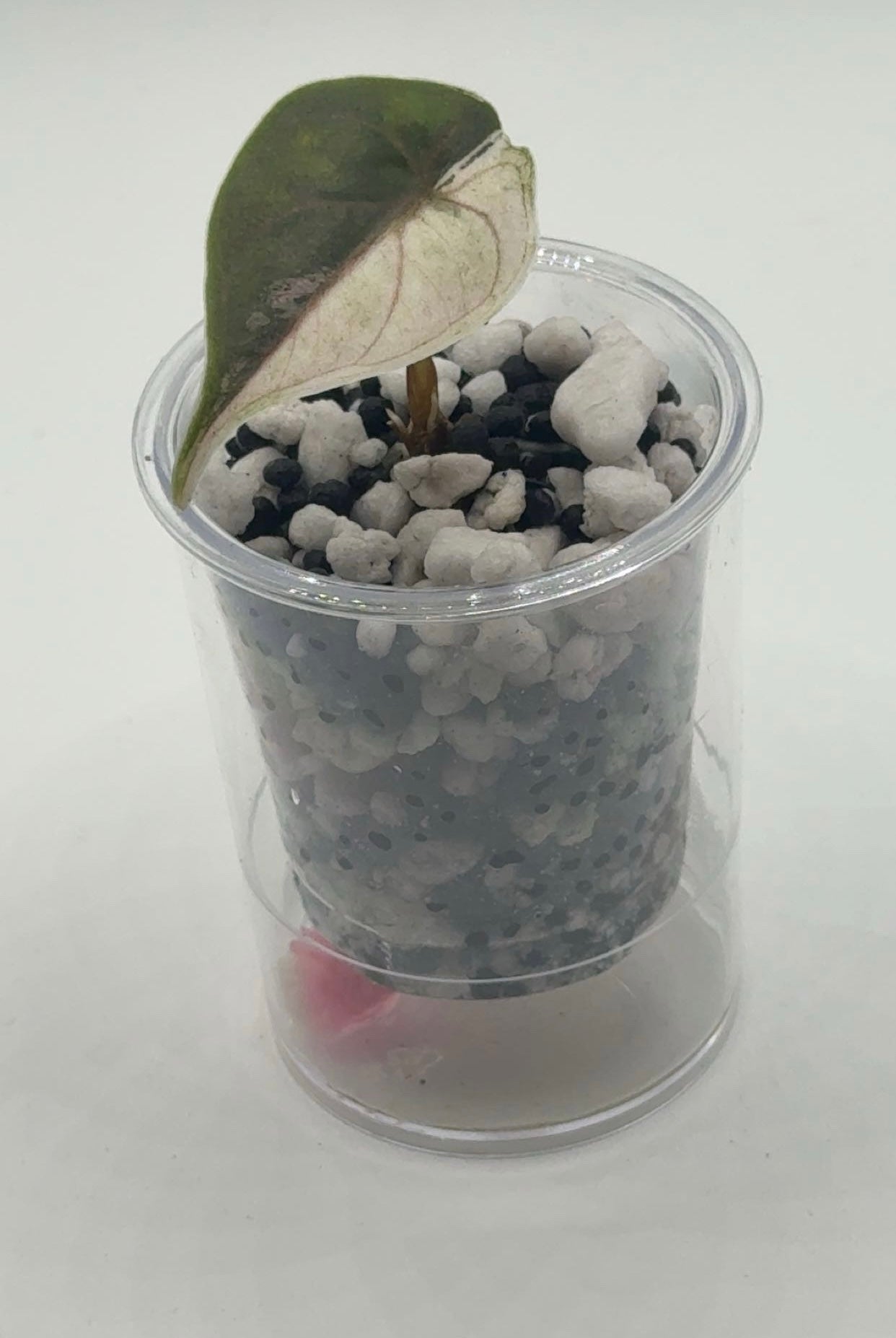 Alocasia Azlanii Pink/Albo