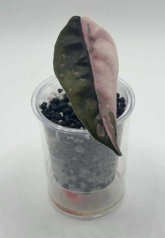 Alocasia Chantrieri Pink Variegated