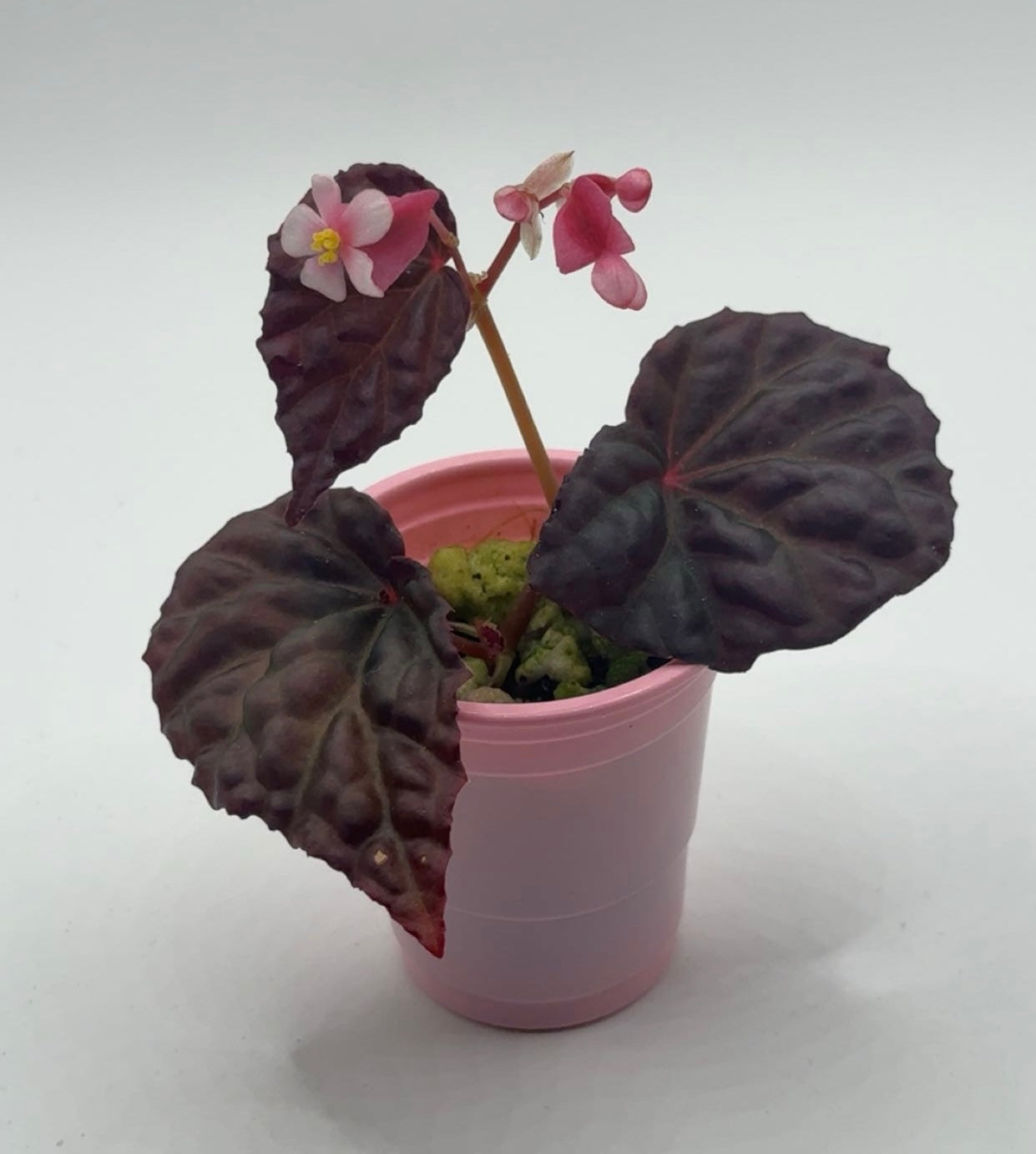 Begonia Dracopelta X Metallicolor Highly Irridescent