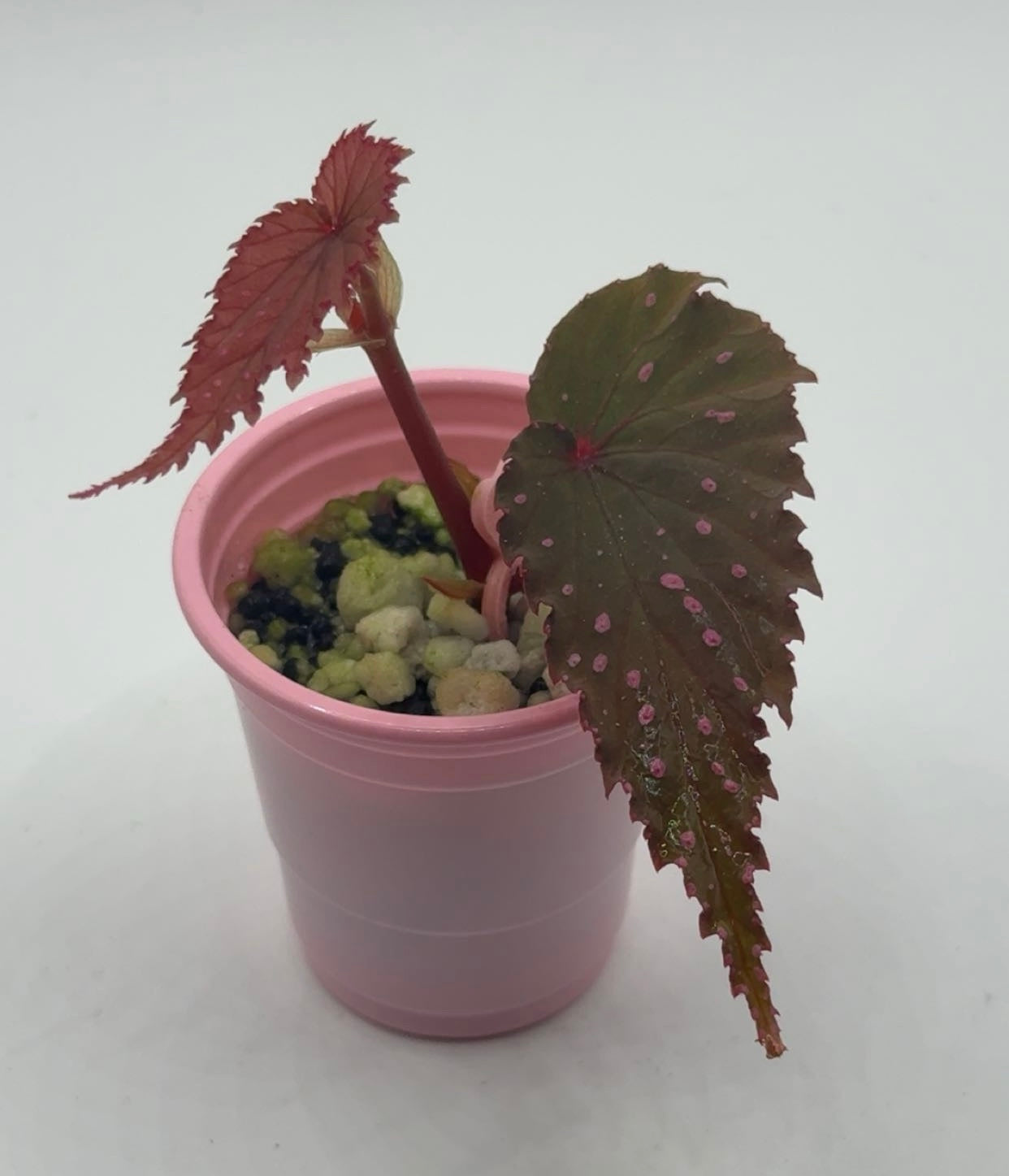 Begonia Gracilicyma