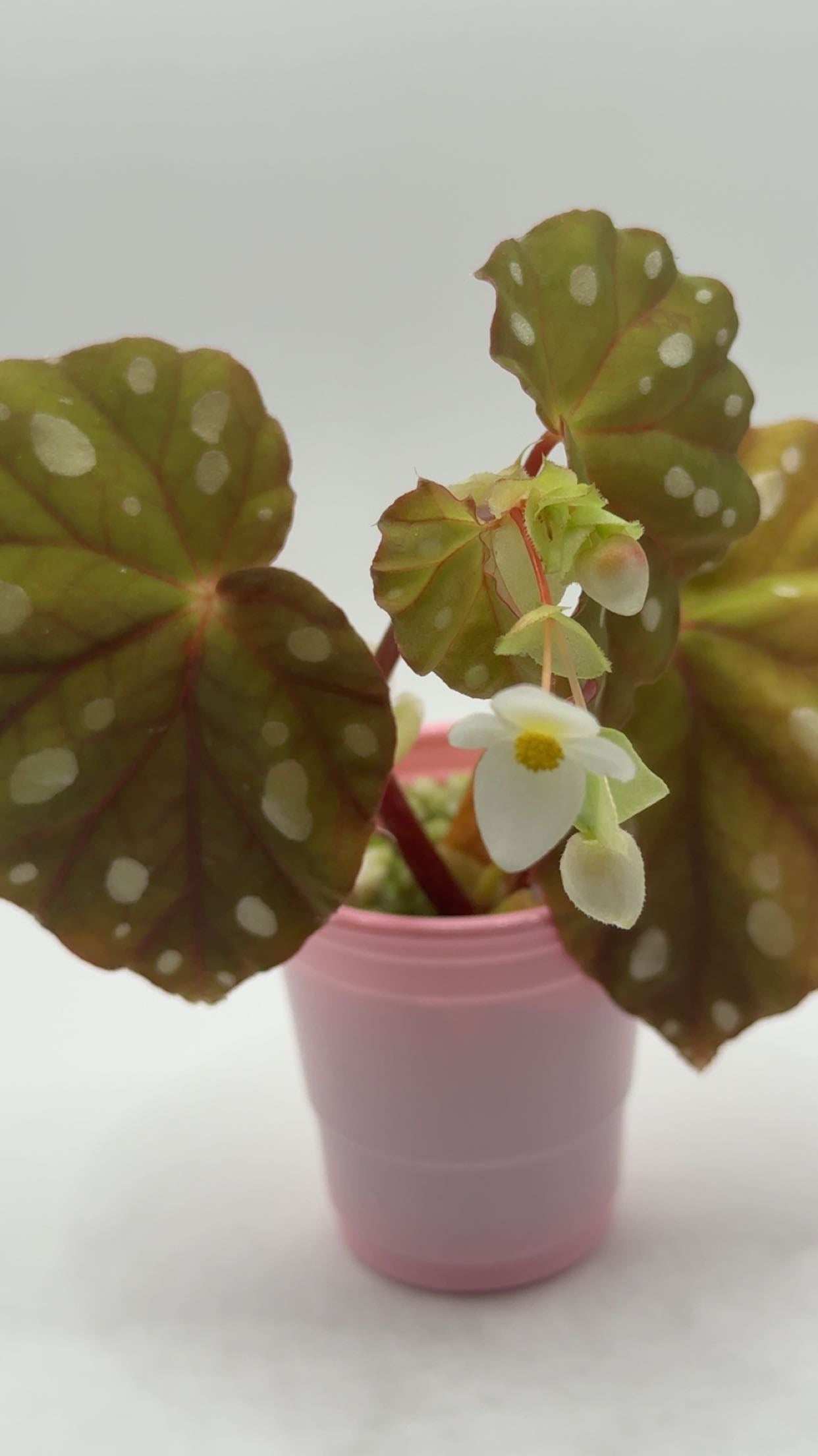 Begonia Jiewhoei
